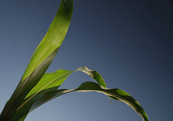 Image showing green leaf with blue sky in background