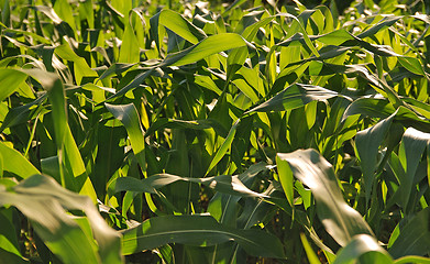 Image showing sunny day at field of corn and dramatic sky...