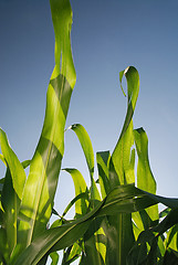 Image showing sunny day at field of corn and dramatic sky...