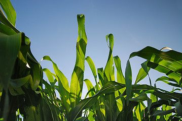 Image showing sunny day at field of corn and dramatic sky...