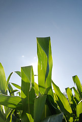 Image showing sunny day at field of corn and dramatic sky...