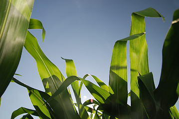 Image showing sunny day at field of corn and dramatic sky...