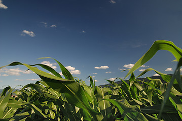 Image showing sunny day at field of corn and dramatic sky...