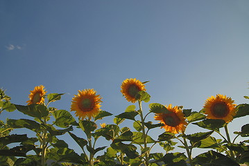 Image showing sunflower field