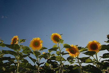 Image showing sunflower field