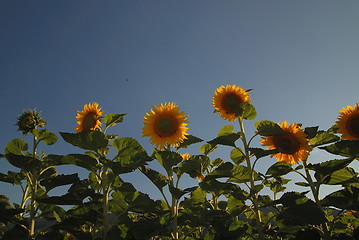 Image showing sunflower field