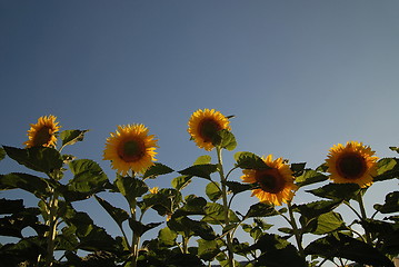 Image showing sunflower field