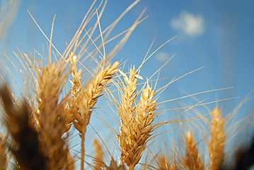 Image showing wheat