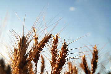 Image showing wheat