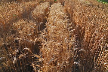 Image showing wheat