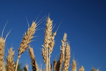 Image showing wheat