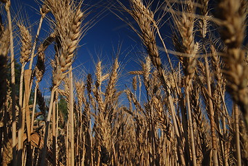 Image showing wheat