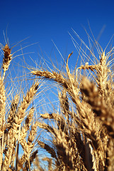 Image showing wheat