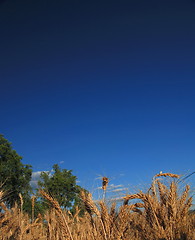 Image showing wheat