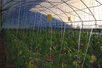 Image showing greenhouse