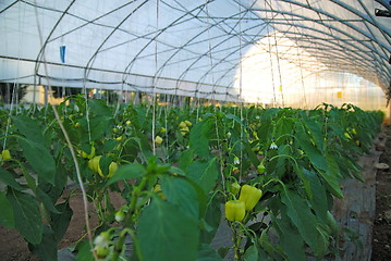 Image showing greenhouse