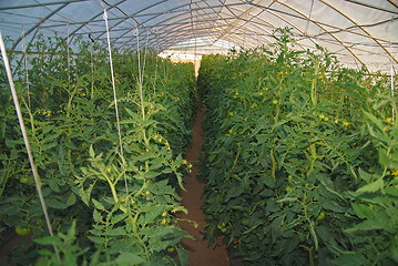 Image showing greenhouse