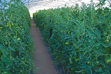 Image showing greenhouse