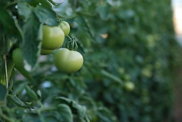 Image showing fresh tomato in greenhouse