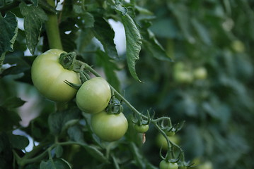 Image showing fresh tomato in greenhouse