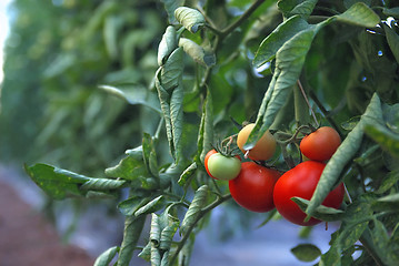 Image showing fresh tomato in greenhouse