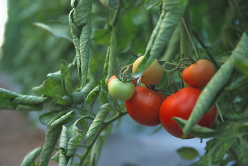 Image showing fresh tomato in greenhouse
