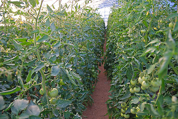 Image showing greenhouse