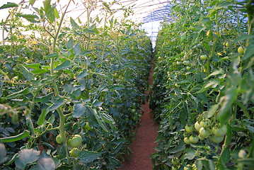 Image showing greenhouse