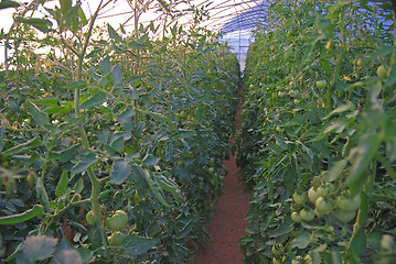 Image showing greenhouse