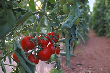 Image showing fresh tomato in greenhouse