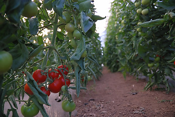 Image showing fresh tomato in greenhouse