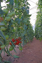 Image showing fresh tomato in greenhouse