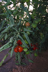 Image showing fresh tomato in greenhouse