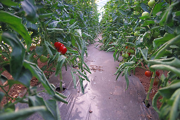 Image showing fresh tomato in greenhouse