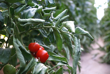 Image showing fresh tomato in greenhouse