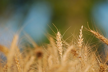 Image showing wheat