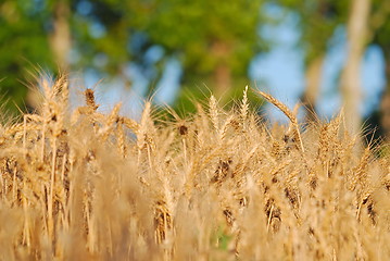 Image showing wheat