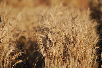 Image showing wheat