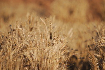 Image showing wheat