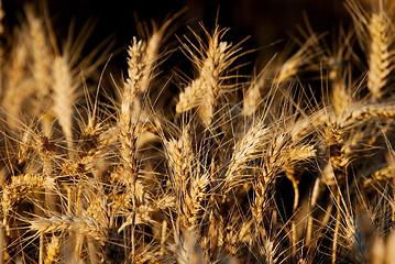 Image showing wheat