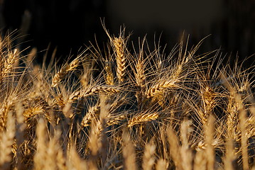 Image showing wheat