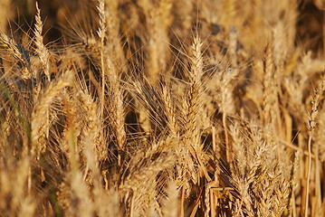 Image showing wheat