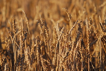 Image showing wheat