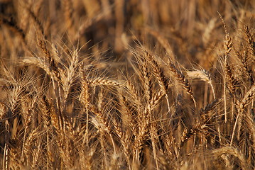 Image showing wheat