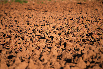 Image showing agricultural background