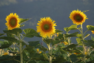 Image showing sunflower field