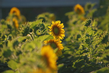 Image showing sunflower field