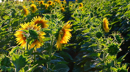 Image showing sunflower field