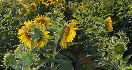 Image showing sunflower field