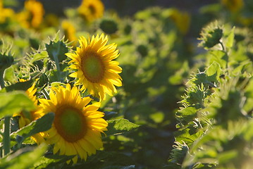 Image showing sunflower field